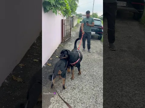 Rottweiler Daisy meets Rott LEO🚨Muh se paani aagya leo ke😂✅#rottweiler #meeting #shorts #viral
