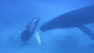 We Swam with the Whales! (Sailing La Vagabonde) Ep. 69