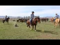 IR Sniper 2023 AQHA Gelding