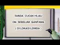 Lagu Tanda Cucak Hijau On Sebelum Gantang