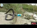 trap using live chicken by chicken bait