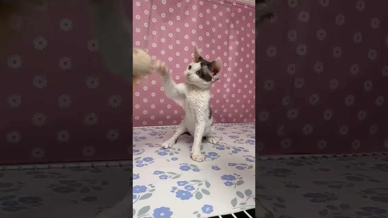 動画