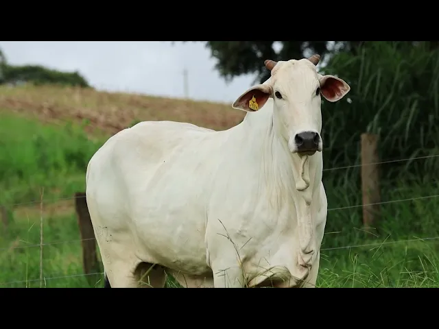 Matriz Nelore LMRZ - 18