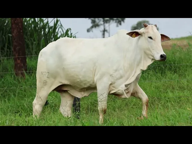 Matriz Nelore LMRZ - 18