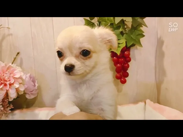 動画