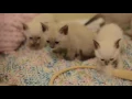 Siamese Kittens For Sale--Nashville Tennessee--Applehead Traditional Kittens