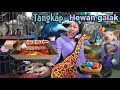 Download Lagu Mancing Ikan Hiu dikolam, Kuda Laut Dan Tangkap Hamster warna-warni, Gajah, Angsa, jerapah!