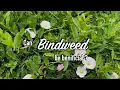All About Bindweed and how I m getting rid of it