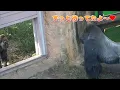 モモコが来るまで待ってる優しいハオコ🩷😊　【上野動物園】　ゴリラ