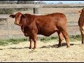 Vale View Elizabeth 2 - Lot 7 Vale View Genetics Helmsman Auction