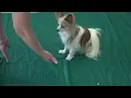 I 5 Cross your Paws 1 m 3 second