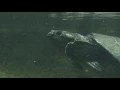 Geoffrey s Sideneck Turtle Phrynops geoffroanus
