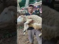 Download Lagu Promo Minggu Ini❗Beli Sapi Qurban Langsung Dapat Kambing