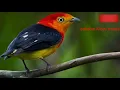 Download Lagu suara burung unik cocok untuk masteran.murai batu.kacer.krnari.lovbird.pleci.cucak hijau