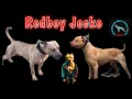 Redboy Jocko Pitbulls Are they worth the Hype