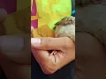 Download Lagu Baby peacock....in my hospital