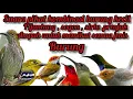 Download Lagu kombinasi mantap suara pikat pijantung,sirtu,prenjak,dn sogon ampuh untuk memikat semua jenis burung