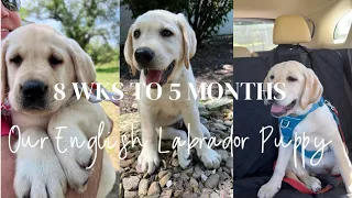 ENGLISH LABRADOR PUPPY GROWTH FROM 8 WKS TO 5 MONTHS