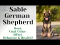 Sable German Shepherd Color Explained Behavior Health Facts