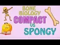 Bone Biology COMPACT BONE VS SPONGY BONE - EASY FAST REVIEW