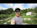 Using Epsom Salts with Tomatoes to get a big crop