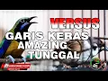 Download Lagu MASTERAN MURAI CUCAK IJO - CUCAK CUNGKOK HARD LINE FULL SPECIAL SHOT VS SINGLE FIGHT GEREJA