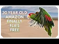 She Waited 30 Years to Fly Red-Crowned Amazon s Incredible Journey