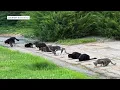 Feral cat colony in limbo amid Boise pro soccer stadium construction