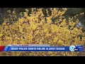 Heavy pollen fuels allergy season in Central New York