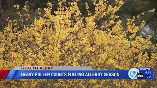 Heavy pollen fuels allergy season in Central New York
