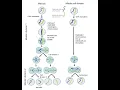ISN Entry Mitosis vs Meiosis Venn Diagram
