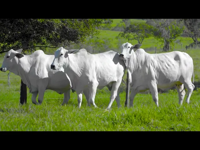 3 Matrizes Nelore Mocho P.O.