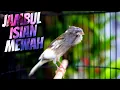 Download Lagu ANDALAN BIKIN CENGKOK JAWARA - MASTERAN KENAI ISIAN BLACKTHROAT GACOR SUARA JERNIH