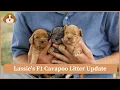 Lassie s F1 Cavapoo Litter Update Day 15 ENS