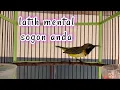 Download Lagu AMPUH UNTUK SOGON FIGHTER LANGSUNG NYAUT DAN GACOR    #sogongacor #sogokontonggacor  #pancingansogon