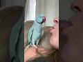 Download Lagu What happened?? #talkingparrot #funnyanimals #funnypets #parrot #indianringneck #cutepets #bird