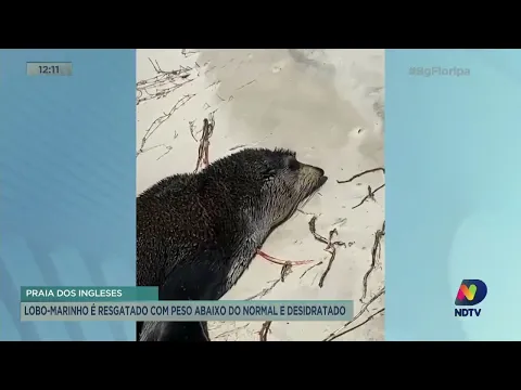 Lobo-marinho é resgatado desidratado e com peso abaixo do normal em SC
