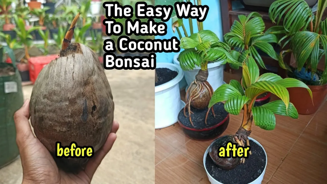 How to Grow Mangosteens. Mangosteen, known botanically as Garcinia mangostana, is a purely tropical . 