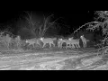 Coyote pack of 6 hootin and hollerin in camera view