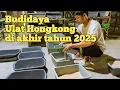 Lagu Pemindahan kumbang Hongkong