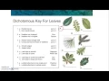 Dichotomous Key Reading