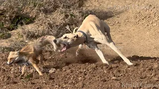 صيد الثعالب بكلاب السلوقي بالمغرب La Chasse Du Renard Aux Chiens Courants Fox Hunting  صيد الثعالب بكلاب السلوقي بالمغرب La Chasse Du Renard Aux Chiens Courants Fox Hunting