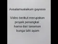 Download Lagu PENANGKAL HAMA DARI BUNGA TAHI AYAM