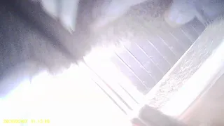                        دندنها