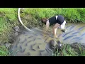 Lagu HARVESTING A LOT OF FISH: The Satisfying Mud Pond Draining Process