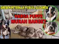 Download Lagu HARGA PUPPY PITBULL MURAH BANGET DI PETERNAK SULAWESI
