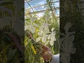 Lagu A nearly true white #vanda #orchid! This is Vanda Motes Alabaster x Vanda coerulea ‘alba’! #flowers