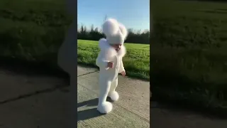 شفت الفأر السندق Shorts 