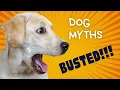 Top 5 Dog Myths Debunked