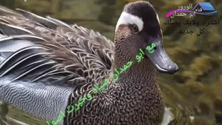 صوت البط الشرشير على الطبيعه 